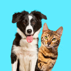 Collection image for: Shop Pet Supplies